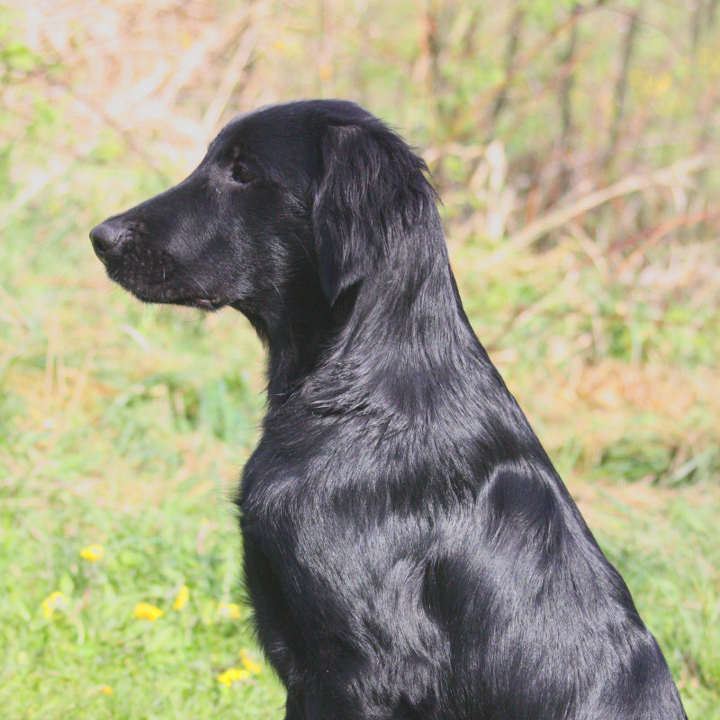 Yukon